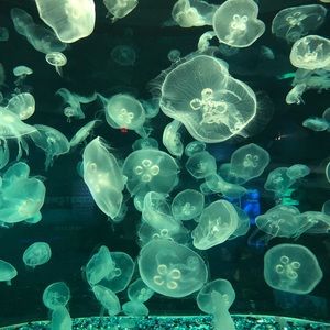 Meet your Posher, Lindsay